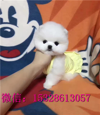 滨州哪里的金毛犬便宜纯种金毛犬多少钱枫叶系