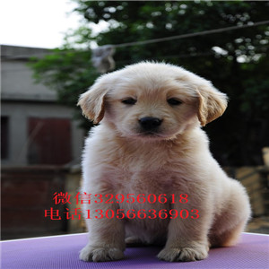  佳木斯哪里有纯种金毛出售金毛犬幼犬出售3个