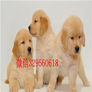  合肥哪里有纯种金毛出售双血统金毛犬金毛犬