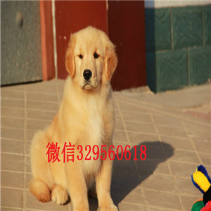  河南焦作金毛多少钱 河南焦作赛级双血统金毛