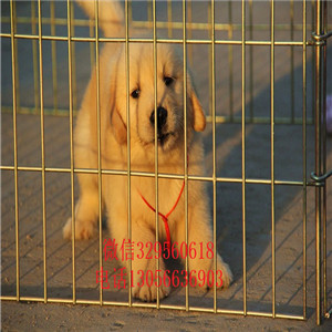 牡丹江哪里能买到纯种金毛犬金毛犬幼犬出售3