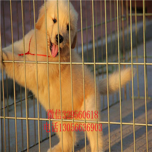  扬州哪里能买到金毛犬黄色金毛幼犬出售出售