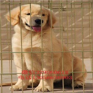  南昌哪里能买到金毛犬纯种健康金毛幼犬出售