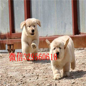 江门纯种金毛幼犬多少钱带证书的金毛健康纯种