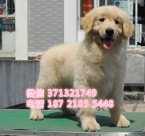 金毛犬出售沈阳狗场繁殖金毛 沈阳哪里有卖金