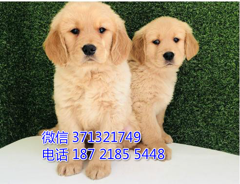 金毛犬出售纯种幼犬 大型犬金毛狗狗 犬舍直销