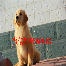  合肥哪里有卖金毛品质好纯种健康金毛幼犬纯