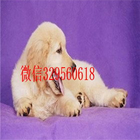  福州哪里有卖金毛品质好纯种健康金毛幼犬纯