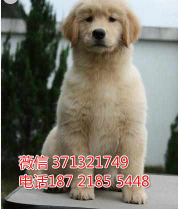 济南犬舍出售金毛犬纯种幼犬 大型犬金毛狗狗 