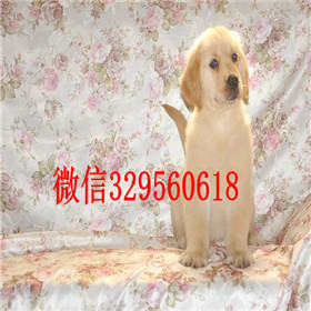  南宁哪里有卖金毛品质好纯种健康金毛幼犬出