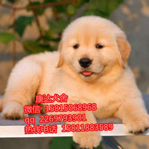 江门哪里有卖金毛犬幼犬价格多少金毛导盲犬一