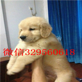  江门哪里卖大骨架金毛金毛犬价格正规犬舍繁