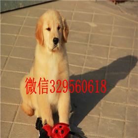  合肥哪里有卖金毛品质好出售美系美系金毛出