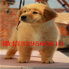  沈阳哪里能买到纯种金毛犬金毛一只多少钱双