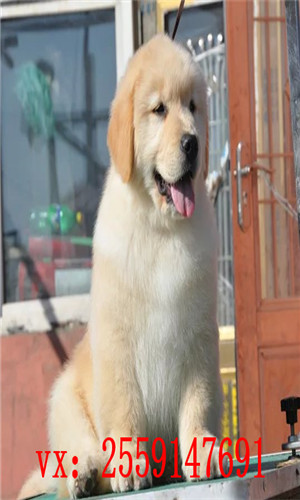 南昌哪里卖纯种金毛犬 南昌哪里的金毛便宜 南昌金毛多少钱