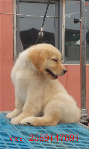南昌哪里卖纯种金毛犬 南昌哪里的金毛便宜 南昌金毛多少钱