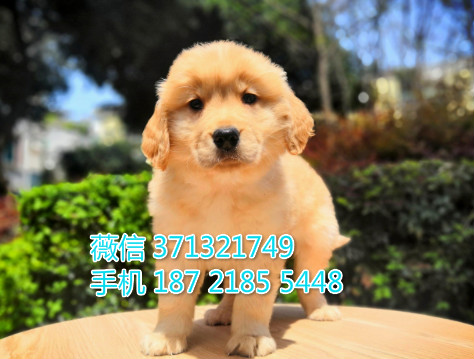 长沙金毛犬出售纯种幼犬 大型犬 长沙本地繁殖