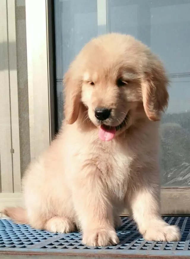 合肥金毛怎么卖的 合肥哪里卖纯种金毛犬 合肥