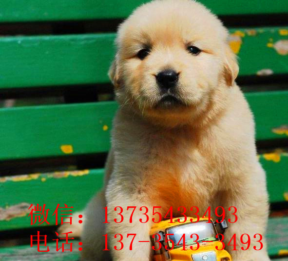 合肥犬舍宠物狗市场在哪 卖狗买狗在哪 纯种金毛犬出售