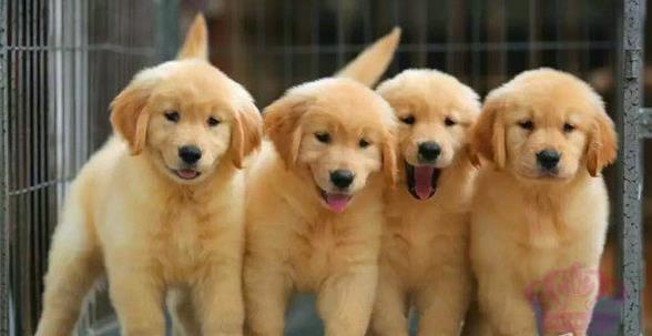上海宠物狗犬舍出售纯种金毛犬幼犬黄金猎犬领