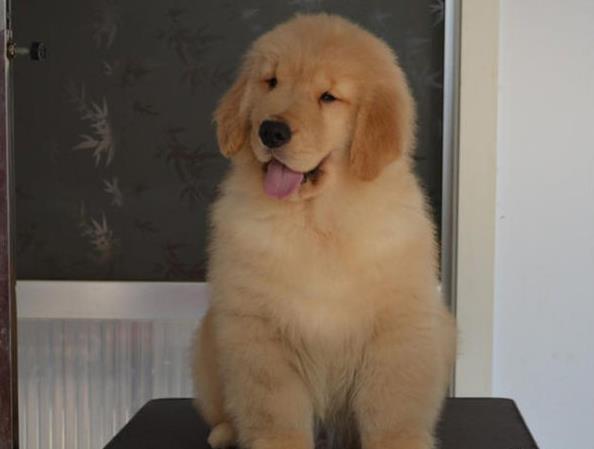 南昌犬舍出售纯种金毛犬幼犬活体宠物狗狗领养