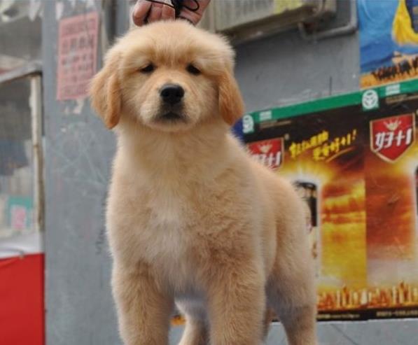 长沙犬舍出售纯种金毛幼犬活体大型犬领养宠物