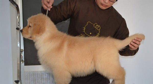 合肥宠物狗犬舍出售纯种金毛犬幼犬黄金猎犬领