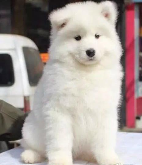 重庆犬舍出售纯种萨摩耶犬狗市场在哪 网上哪