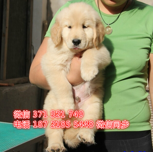成都特价金毛犬出售纯种幼犬 大型犬 成都犬舍