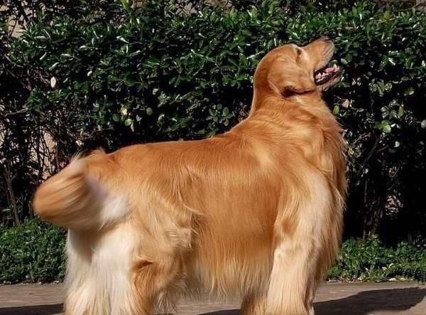 济南犬舍出售纯种金毛犬狗市场在哪 网上有卖