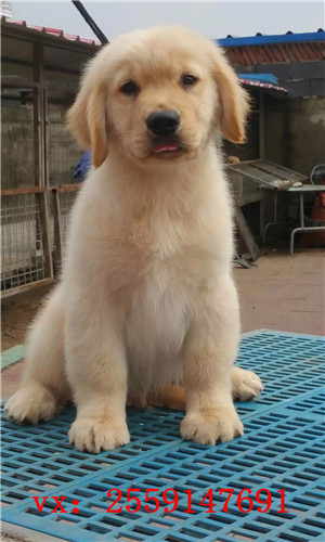 长沙哪里卖纯种金毛犬 长沙哪里有健康的金毛