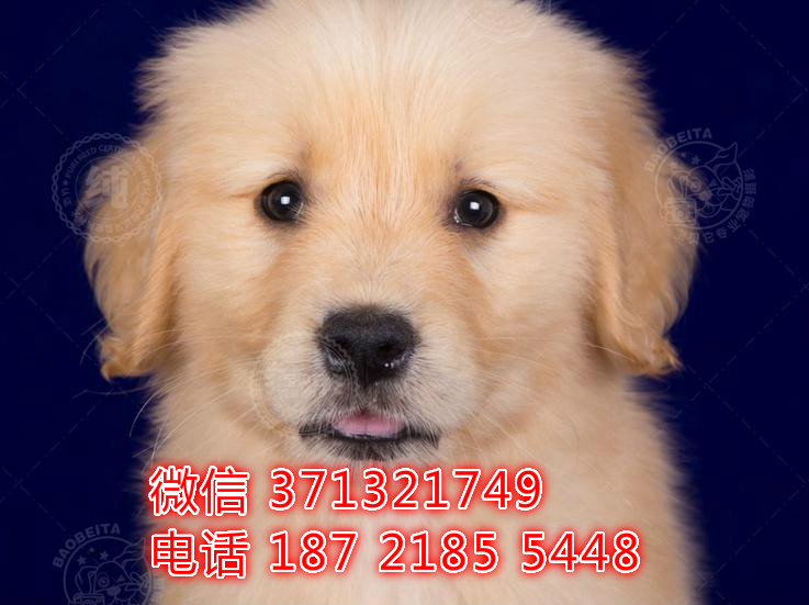 天津狗场 金毛犬出售纯种幼犬 包健康 包品质