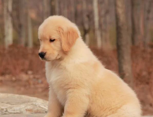 厦门宠物狗犬舍出售纯种金毛犬 哪里买狗 金毛