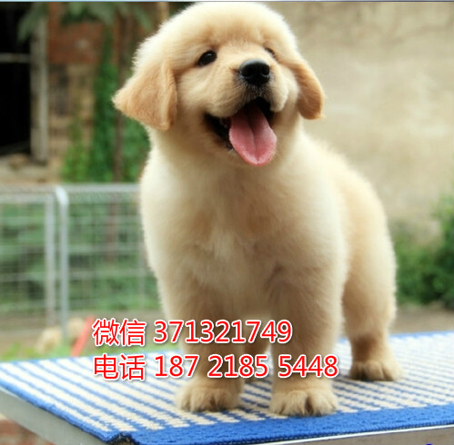 金毛犬出售纯种 济南狗狗出售 品相好 特价促