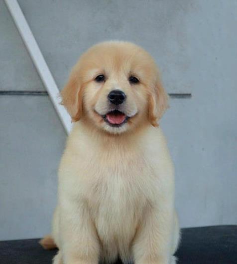 重庆宠物狗狗犬舍出售纯种金毛犬 哪里有金毛