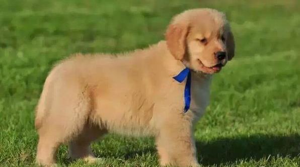 济南宠物狗狗犬舍出售纯种金毛犬 哪里有金毛