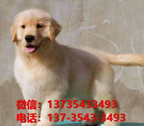 上海犬舍出售金毛犬 宠物狗狗市场 狗场在哪买