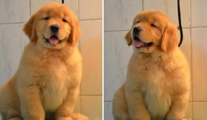 上海犬舍宠物狗出售纯种金毛犬幼犬领养狗市在