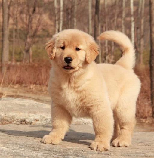 成都犬舍出售纯种金毛犬狗市场在哪 网上有卖