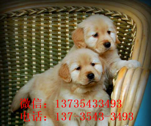 合肥宠物狗犬舍出售纯种金毛犬 哪里买狗 金毛好养吗