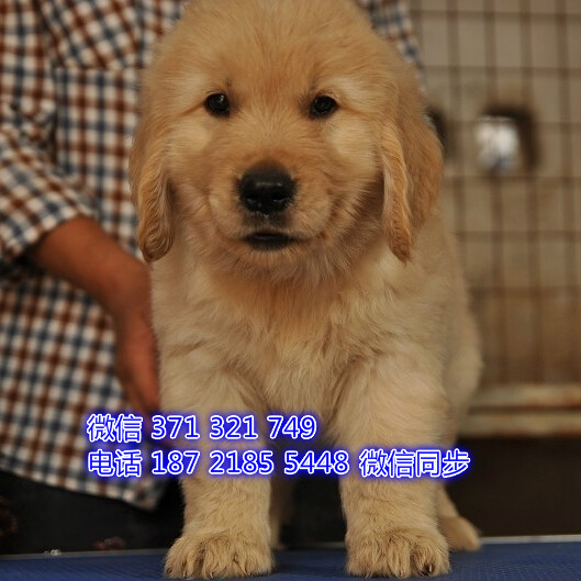 厦门特价 金毛犬出售纯种幼犬 厦门犬舍宠物狗