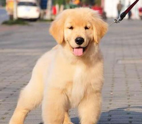 重庆犬舍出售纯种金毛犬 哪里有金毛狗领养 网