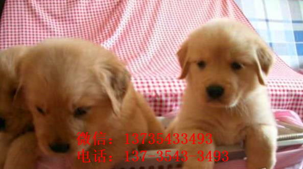 深圳犬舍出售纯种金毛犬狗市场在哪 网上有卖狗买狗