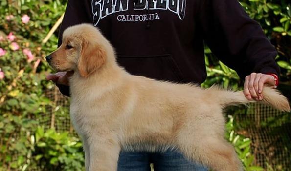 长沙犬舍出售纯种金毛犬狗市场在哪 网上有卖