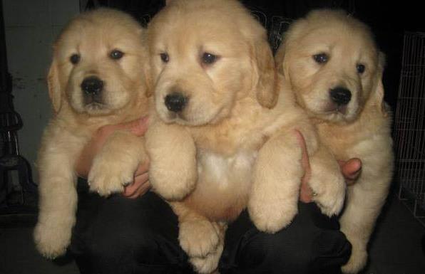 青岛狗场出售纯种金毛犬幼犬大型犬领养宠物狗