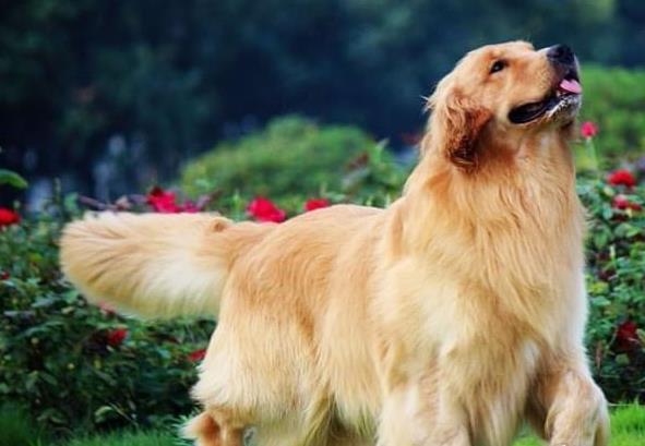 深圳犬舍出售纯种金毛犬狗市场在哪 网上有卖