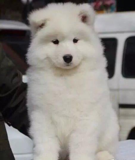 潍坊宠物狗狗犬舍出售萨摩耶犬卖狗买狗在哪有