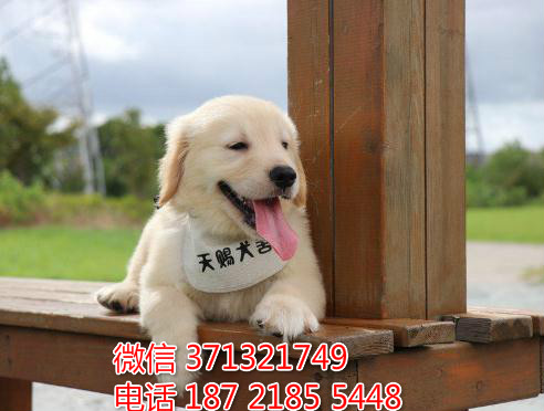 特价金毛犬出售 南京金毛犬纯种幼犬出售一窝