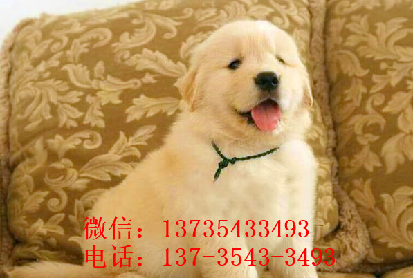 青岛犬舍出售纯种金毛犬狗市场在哪 网上有卖狗买狗