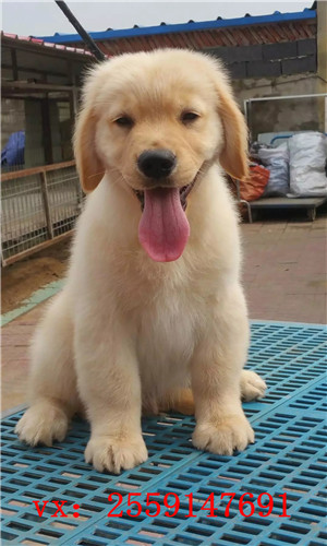 福州哪里卖纯种金毛犬 福州金毛怎么卖的 福州